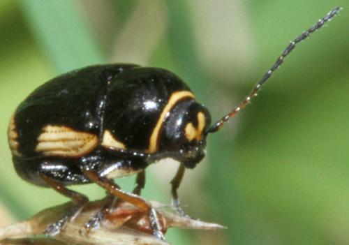 Réf. 326 417 : Cryptocephalus moraei